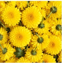Pooja Flowers - Yellow Chrysanthemum